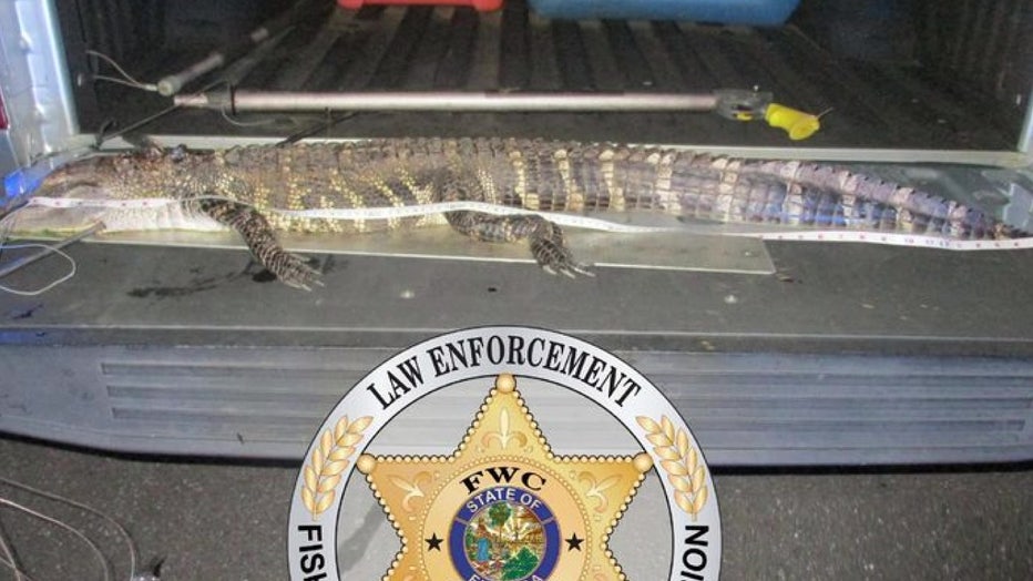 FWC released an image of an alligator that was killed illegally. 