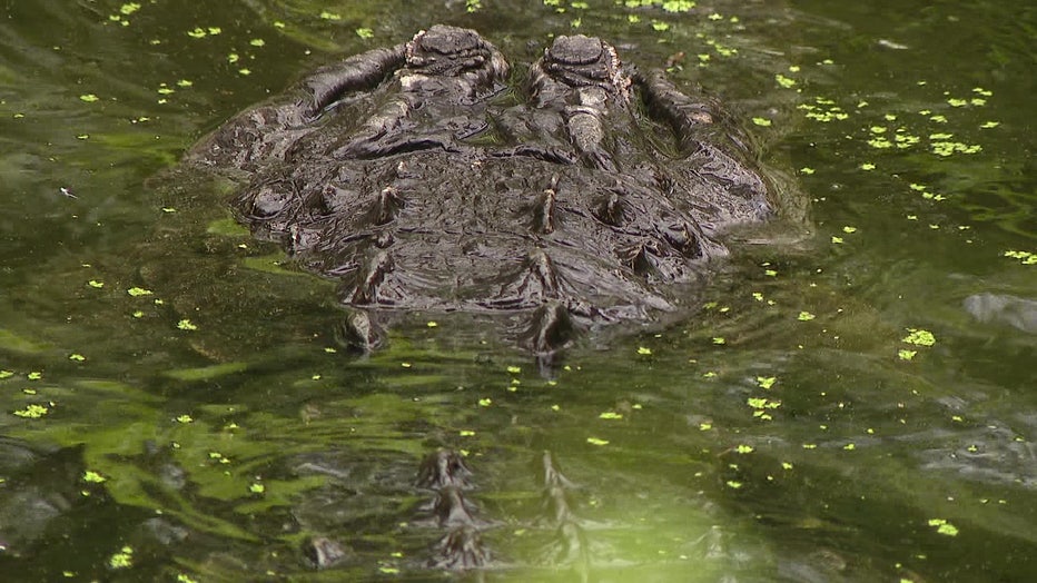 Gators are protected in Florida, which means harming them comes with serious consequences. 