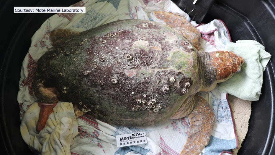 Steve, a loggerhead sea turtle, is getting a second chance thanks to Mote Marine Laboratory.