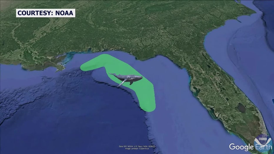 There are only 50 Rice’s whales remaining according to estimates. Courtesy: NOAA 