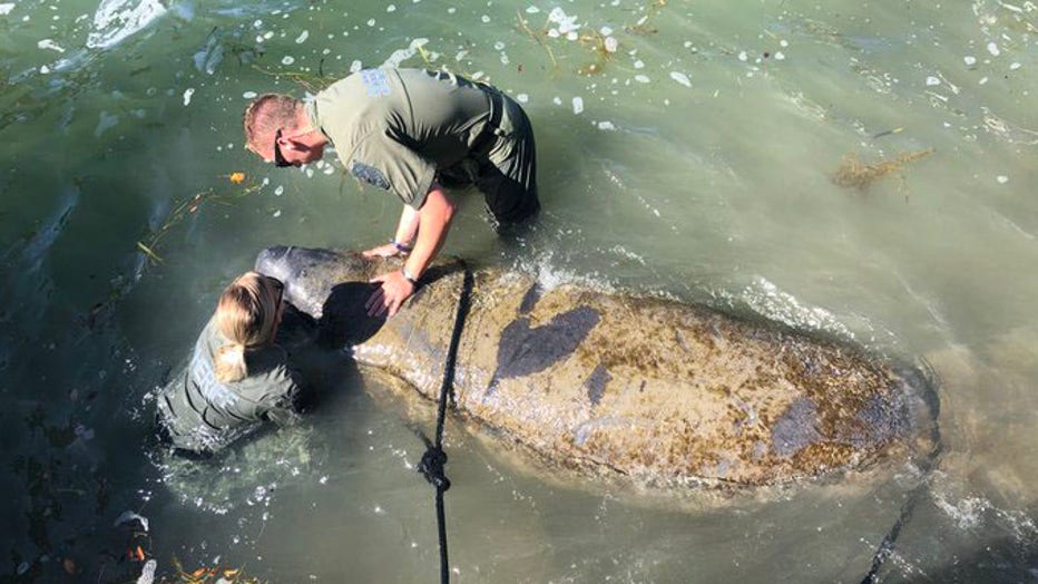 Manatees require warm water which means they're heading back to the Gulf and the Intracoastal.