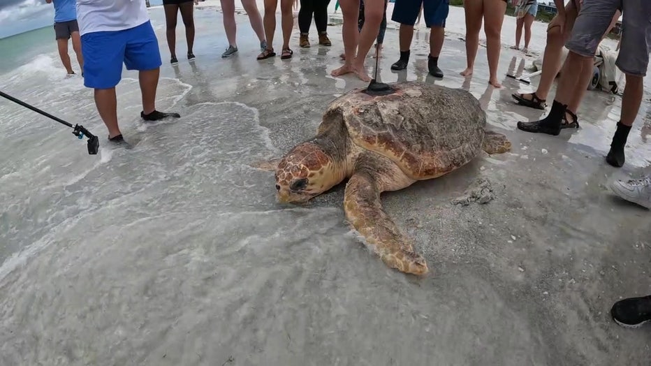 Loggerhead sea turtle suffering from red tide rehabilitated by Mote ...