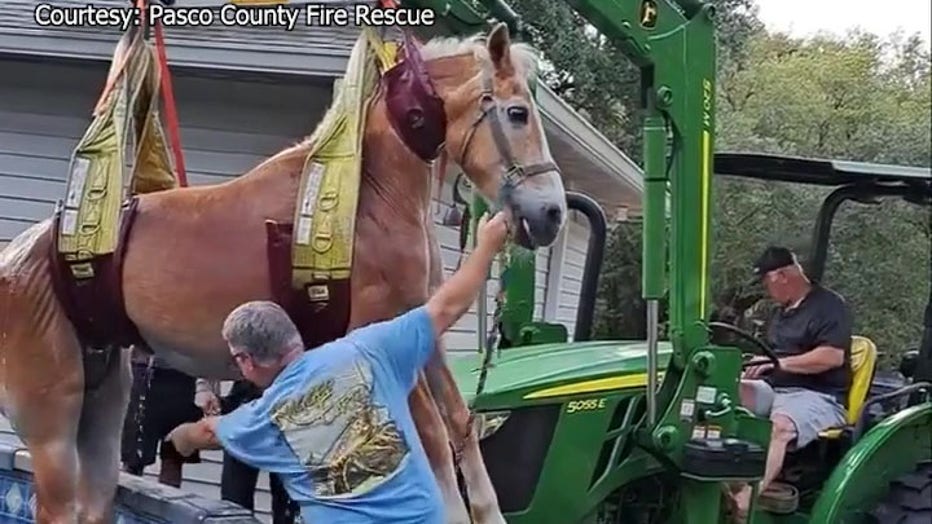 Pasco County officials had to rescue a horse that was stuck in a swimming pool. 