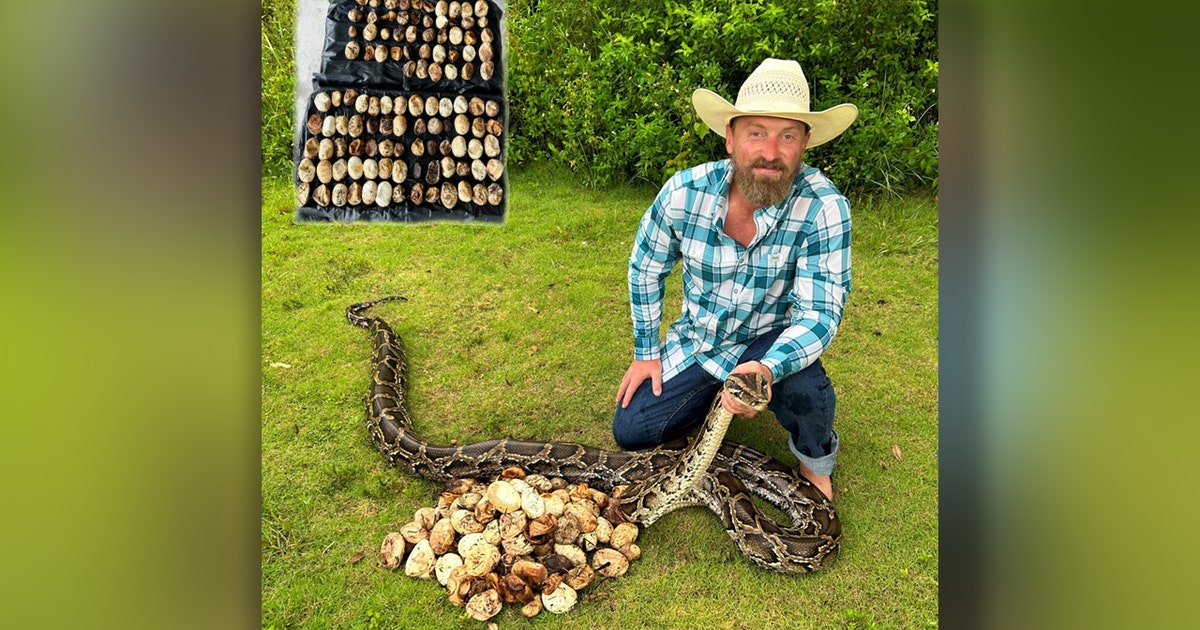 Python with record-breaking 111 eggs removed from Everglades | FOX 13 ...