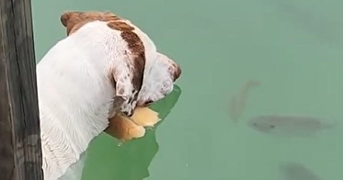 Watch: Clever dog catches fish with impressive stunt | FOX 13 Tampa Bay