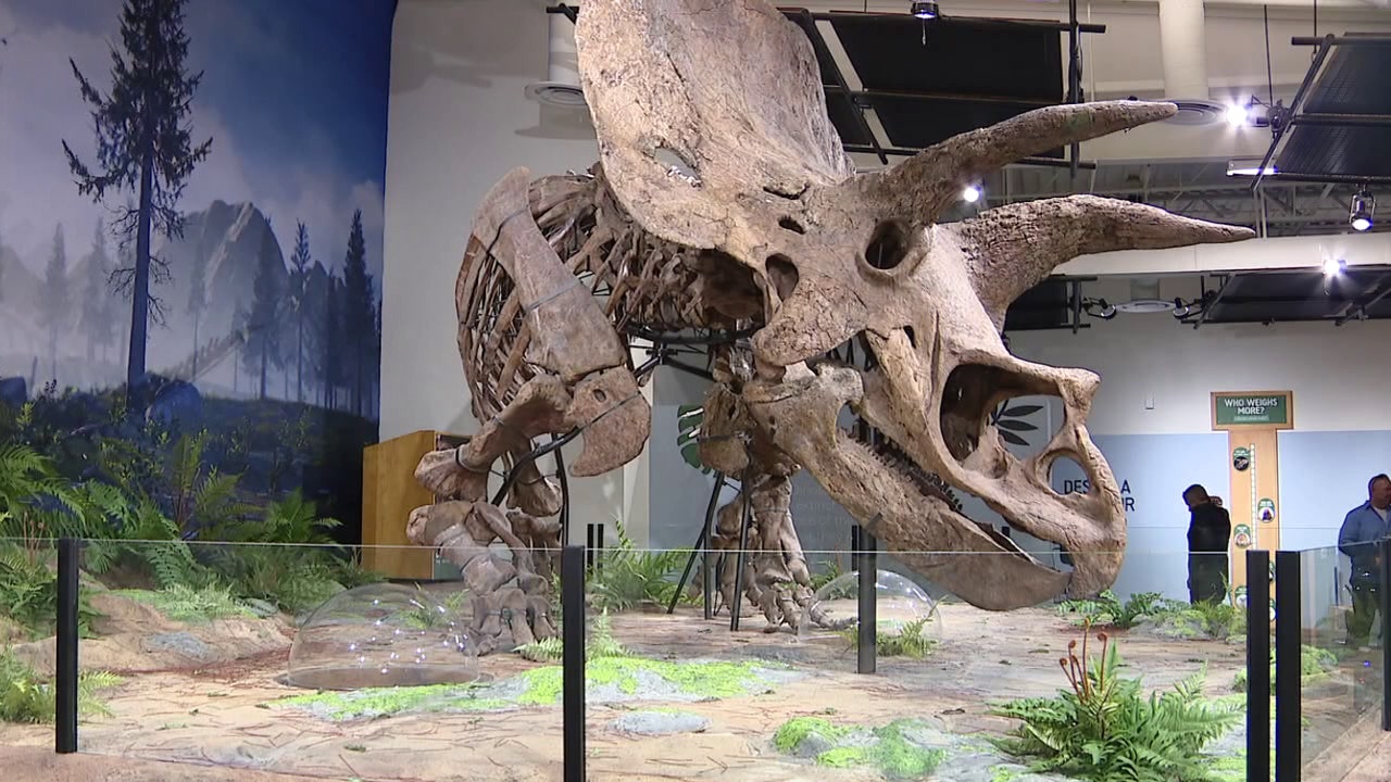 邦楽 THE GREAT SKELETON'S ~ / TRICERATOPS LP Rare Complete Triceratops Skeleton Snags $5.5 Million at Auction