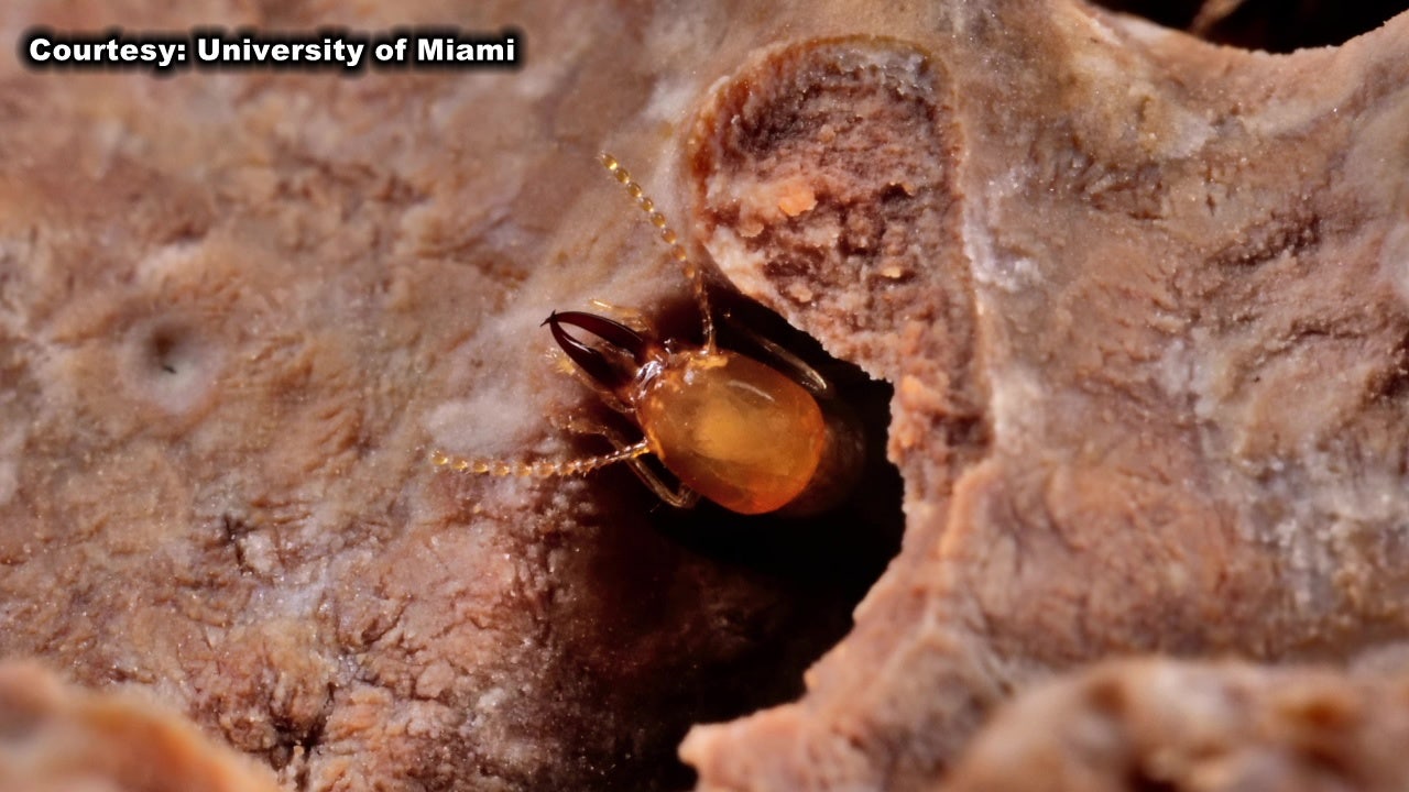 Ohio researchers develop new breed of honeybees to fight parasites