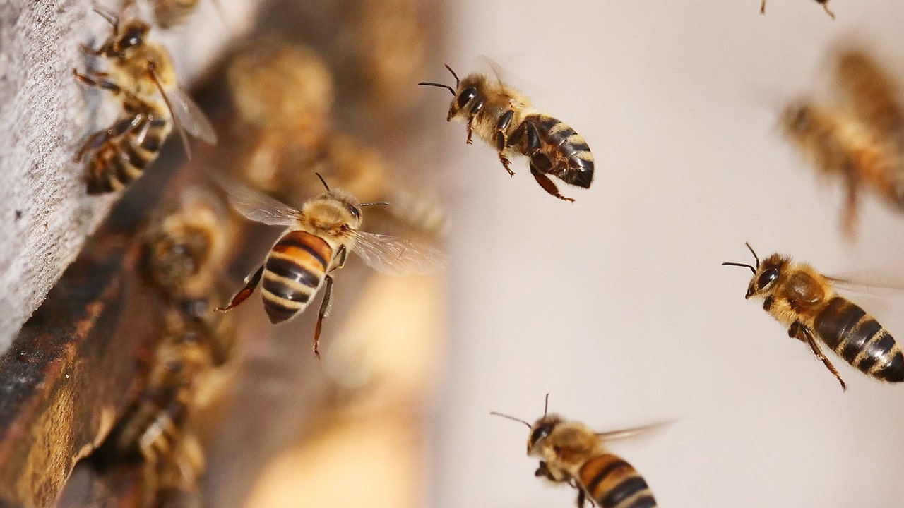 Ohio researchers develop new breed of honeybees to fight parasites