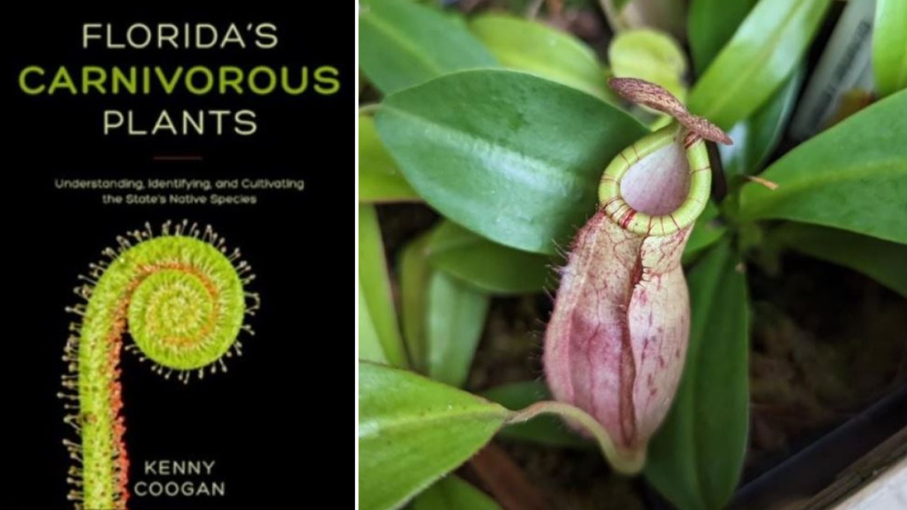 Florida's Carnivorous Plants' gives insight on state's natives