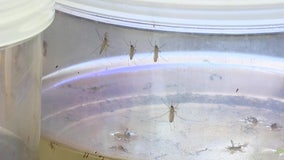 Florida malaria cases have officials urging residents to avoid mosquitoes