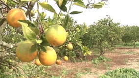 Florida citrus growers end worst season in nearly a century after Hurricane Ian struggles