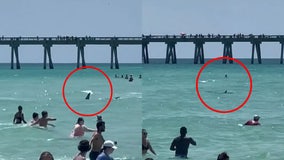 Video shows large shark swimming eerily close to people at Florida beach: 'That sucker came close!'