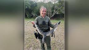 Alligator surprises Pinellas County woman investigating strange noise under car