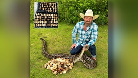 Python with record-breaking 111 eggs removed from Everglades