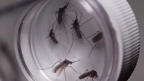 No new malaria cases reported in Sarasota County as mosquito treatment continues