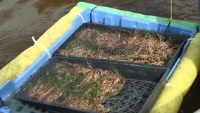 Scientists planting seagrass hope slow down Florida's alarming loss