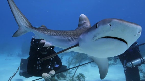 It's Shark Week every day at the Florida Aquarium