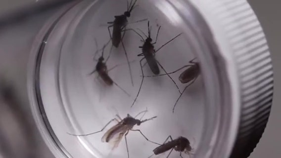 No new malaria cases reported in Sarasota County as mosquito treatment continues