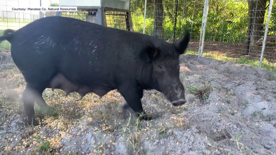 Manatee County launches wild hog hunting program with Hillsborough County farm