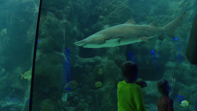 Are shark interactions on the rise in Florida? Expert weighs in after shark bites man off Anna Maria Island