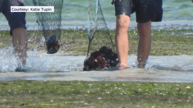 Suspected sea life poachers steal hundreds of protected animals from Manatee County waterways