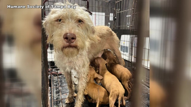 Dog, 8 puppies found in 'absolutely deplorable' conditions at Riverview construction site