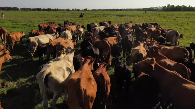 Myakka City cattle rancher holds on to Florida’s past while riding into the future
