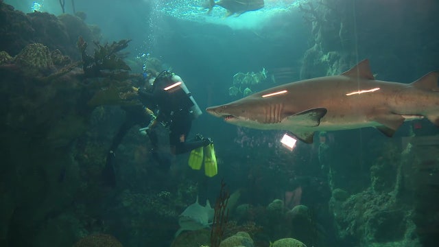 Florida Aquarium 3-night long deep cleaning project