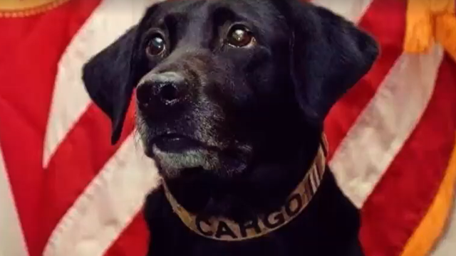 Florida K9 'Cargo' gets honorable farewell from deputies after 6 years of service