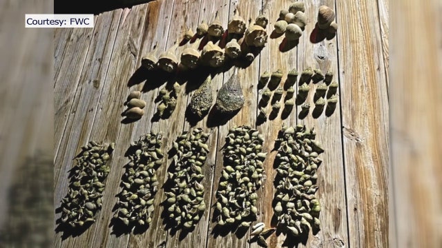 Poachers removing hundreds of animals from waters on Anna Maria Island, boat captains say