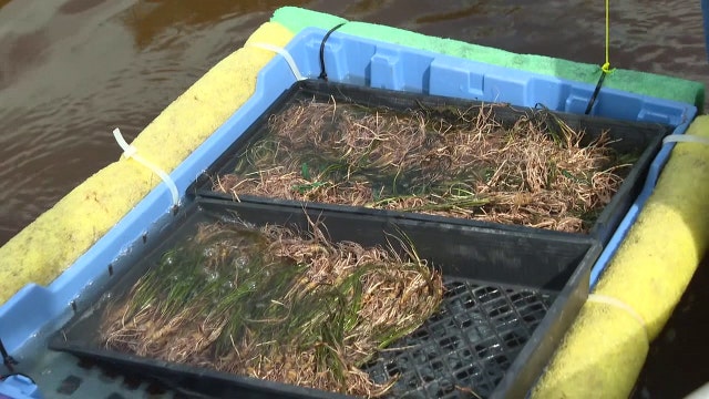 Scientists planting seagrass hope slow down Florida's alarming loss