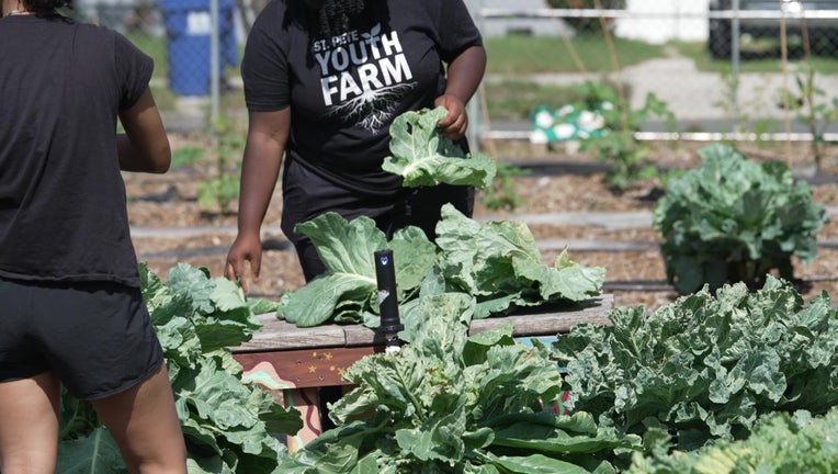 St. Pete Youth Farm is celebrating its fourth birthday.