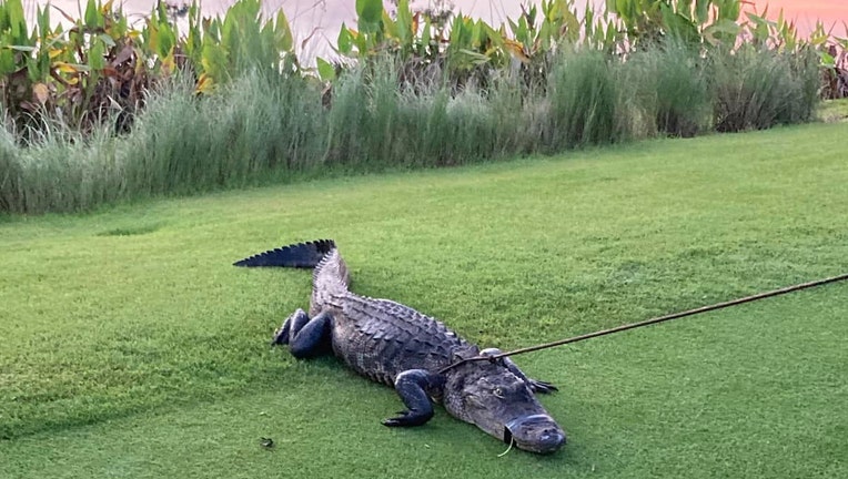 An alligator that deputies say attacked a man in Collier County as he was on an early morning walk has been captured. Image is courtesy of the Collier County Sheriff's Office. 