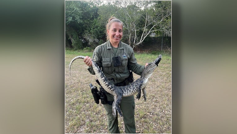 A Pinellas County deputy captured and relocated the alligator. Image is courtesy of the Pinellas County Sheriff's Office. 