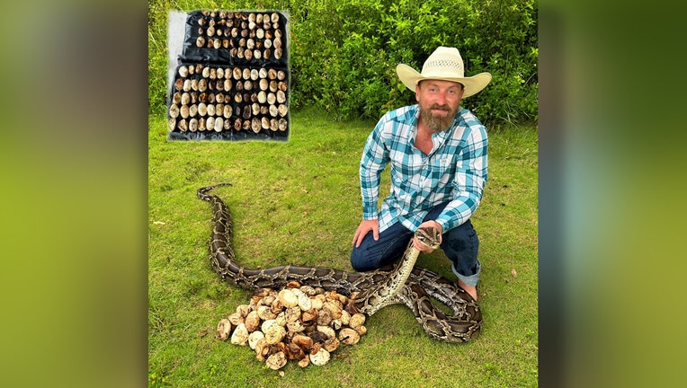 A python with a record-breaking 111 eggs was captured and removed from the Everglades. Image is courtesy of Brandon Rahe.