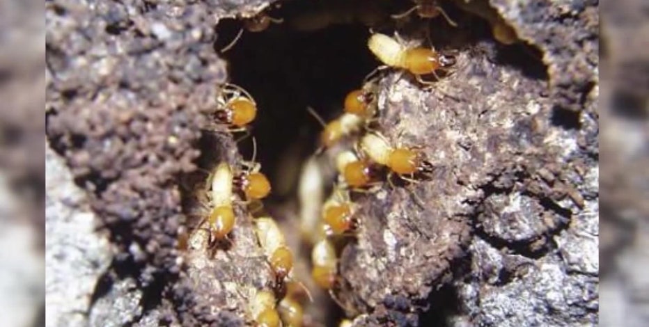 Ohio researchers develop new breed of honeybees to fight parasites