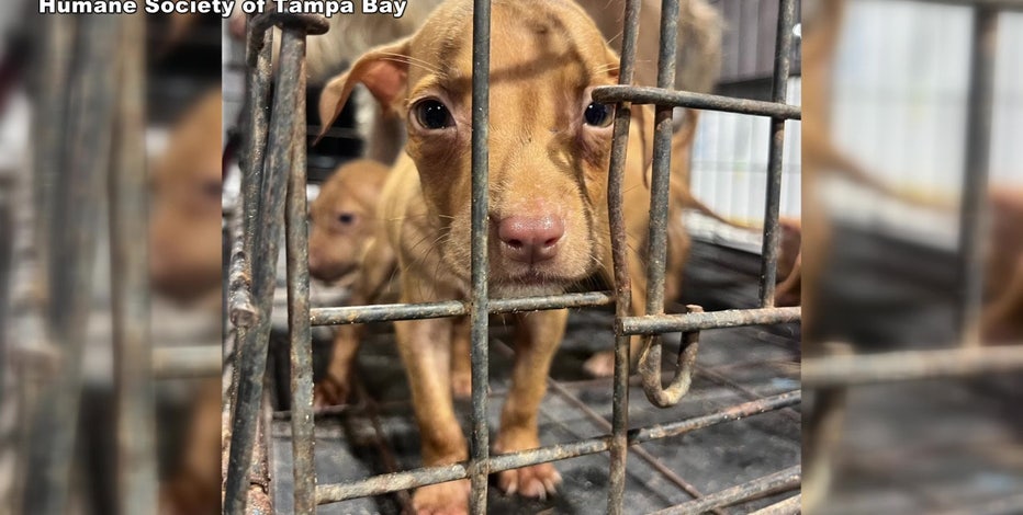 Tampa Riverwalk on X: CALLING ALL WIENER DOGS!