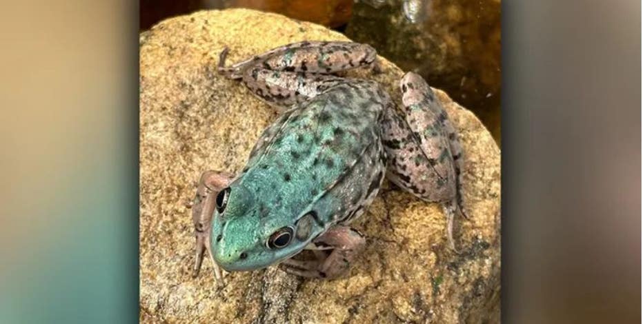 See the rare blue frog spotted in Rhode Island