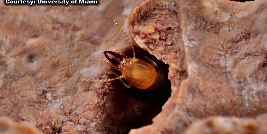 Why do termites thrive in Florida? | FOX 13 Tampa Bay
