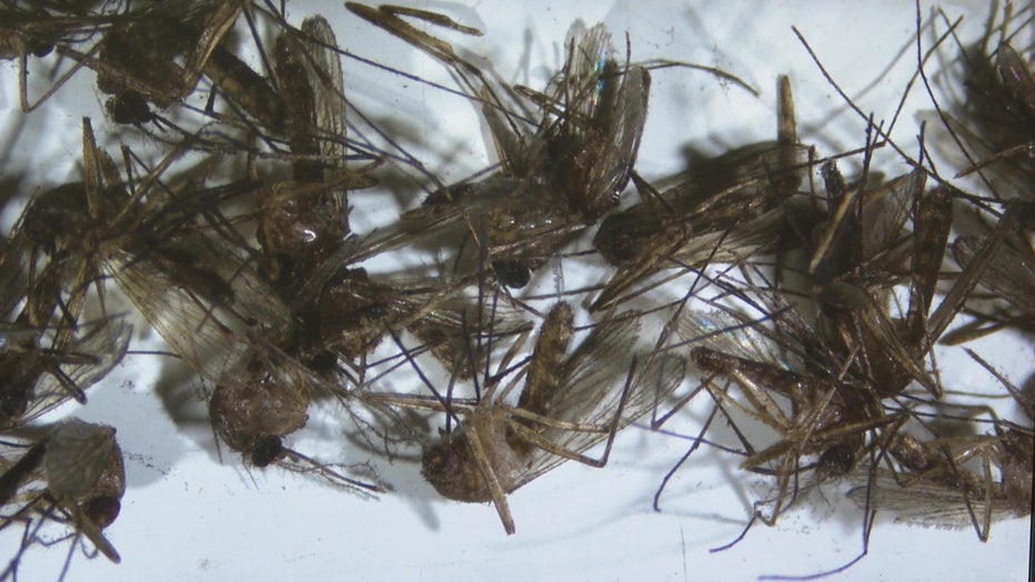 Sarasota County is investigating a seventh case of Malaria.