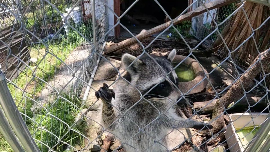 Volunteers help out Clossin at Critters Wildlife Rescue.