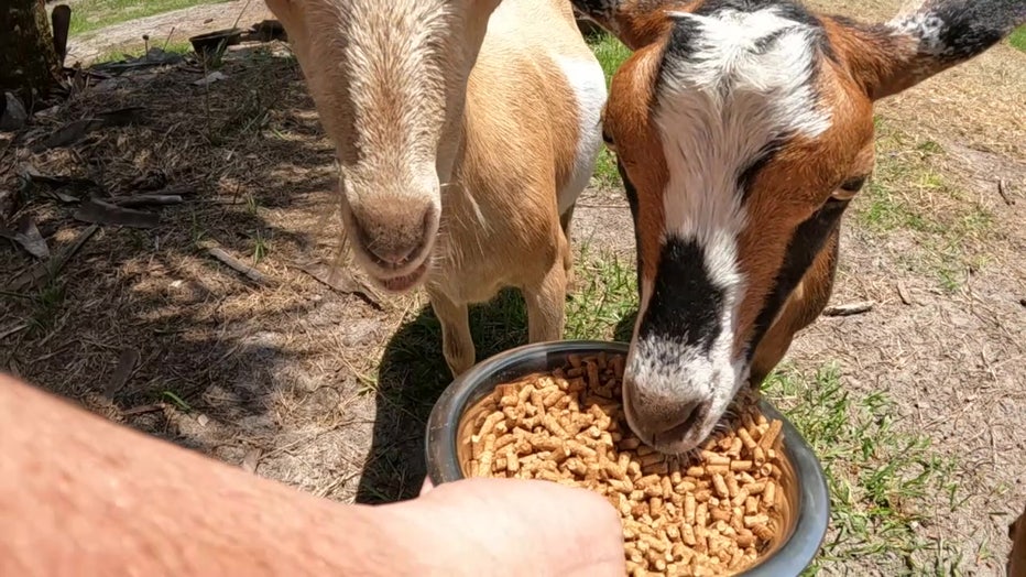 Clossin houses a variety of animals at her non-profit.