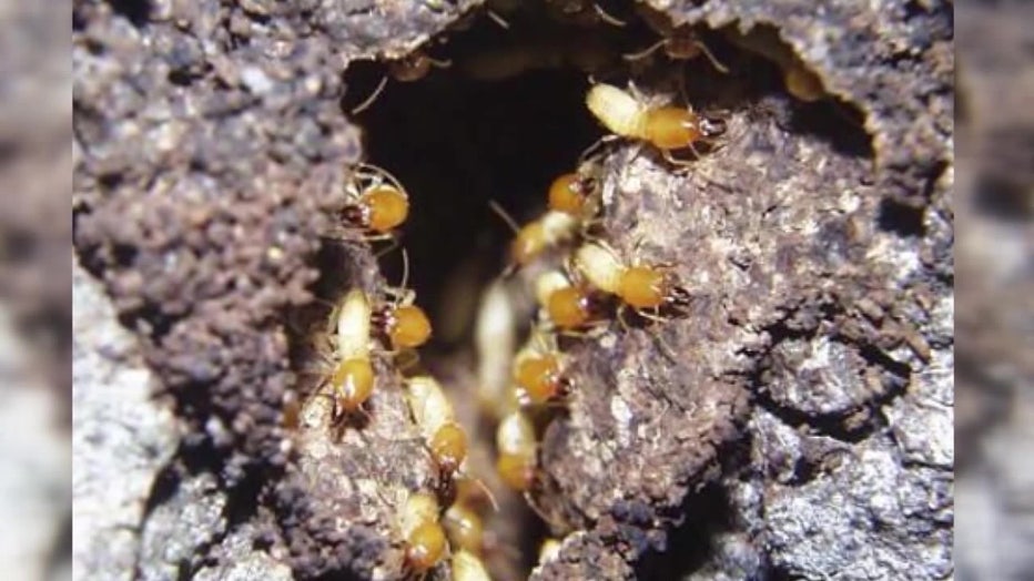 File: Termites