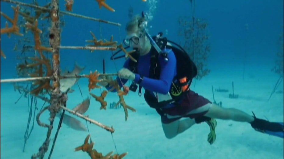 A diver examines coral amid a heatwave. 