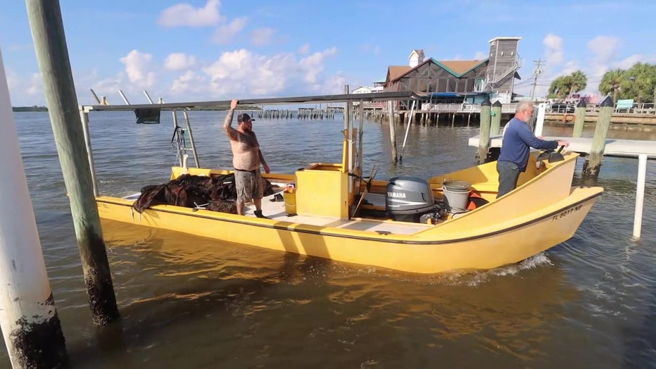 Shellfish brings in about $50 million a year to Cedar Key's economy. 