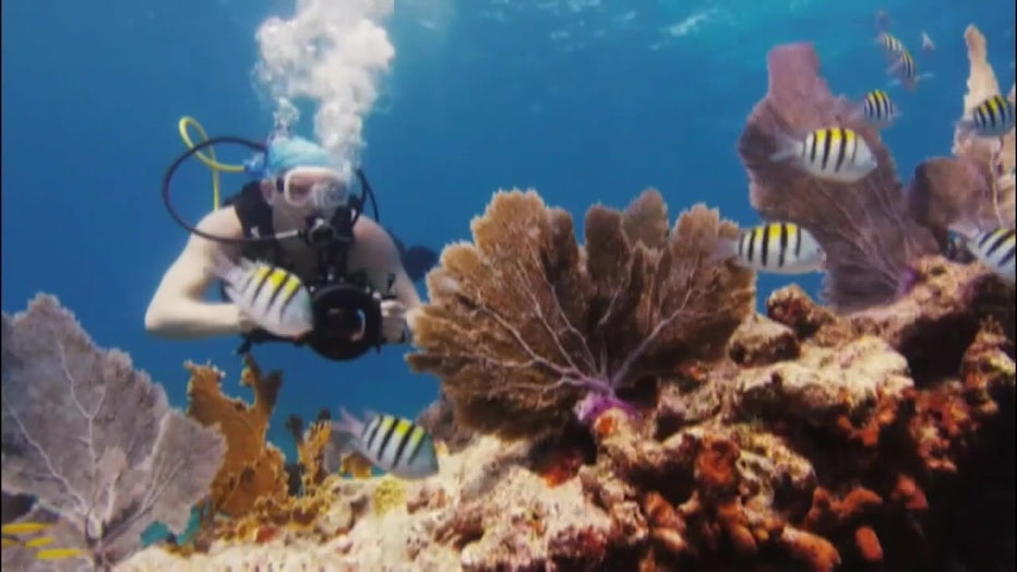 Corals could starve due to higher than normal temperatures.