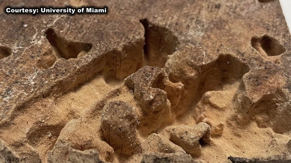 Termites eat wood faster in warmer temperatures.