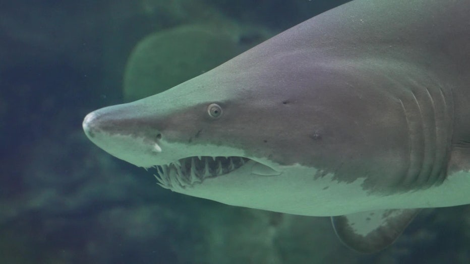 7 Types of Sharks in Tampa Bay - American Oceans