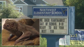 Bats living at Tampa elementary school won’t be removed before kids head back to class