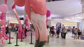 TPA's iconic pink Flamingo 'Phoebe' celebrates first birthday